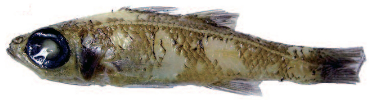Epigonus constanciae_07
